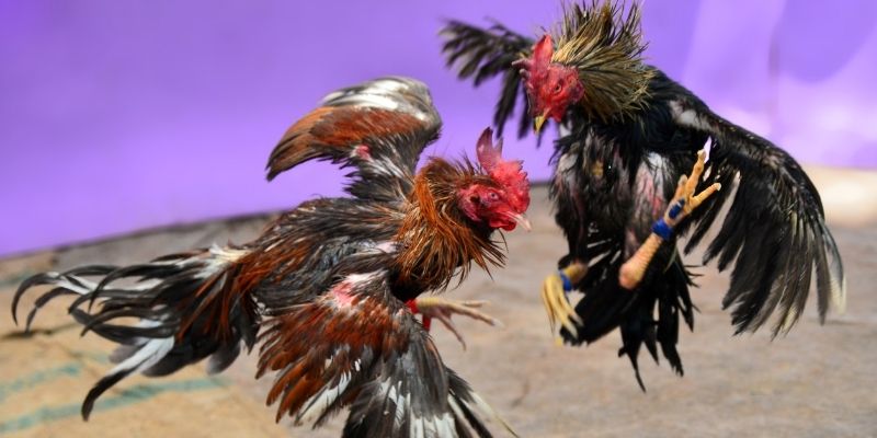 betjili cá cược thể thao trực tuyến kto