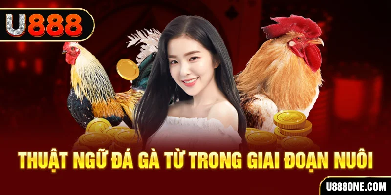 betjili xổ số miền bắc 90 ngày