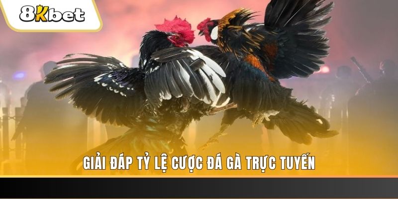 betjili ga choi cau thanh