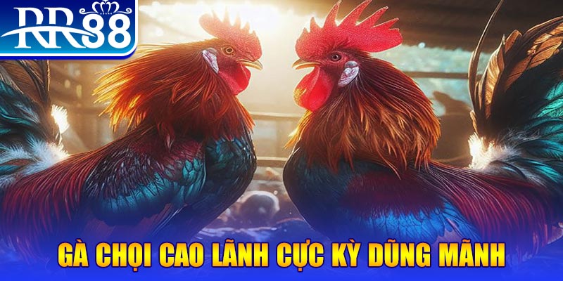 betjili HB Điện Tử