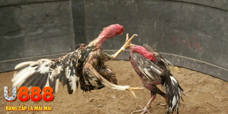 betjili đăng nhập liêng hôm nay